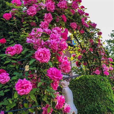 爬藤玫瑰種植|如何种好爬藤玫瑰 Climbing rose